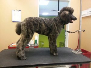 The Ultimate Pet Spa Experience in South Fargo: Shaggy’s Dog Wash & Grooming awaits.