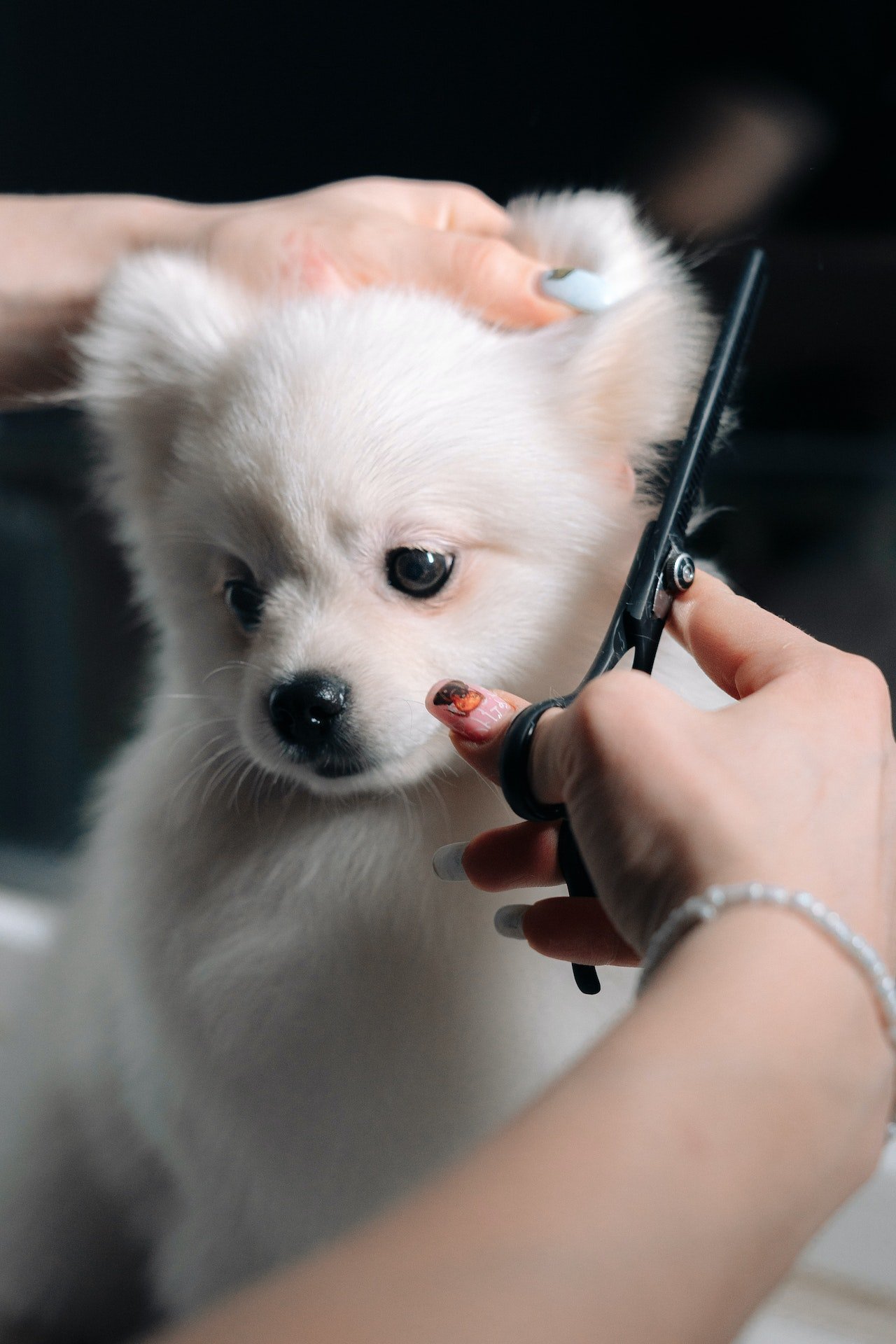 Why You Would Want Your Dog to Be Groomed Professionally