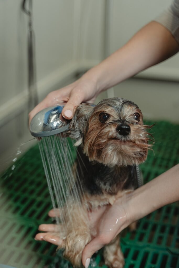 Elevate Bath Time with Shaggy’s Dog Wash & Grooming's Prima Bathing System in South Fargo for a happier, cleaner pet.