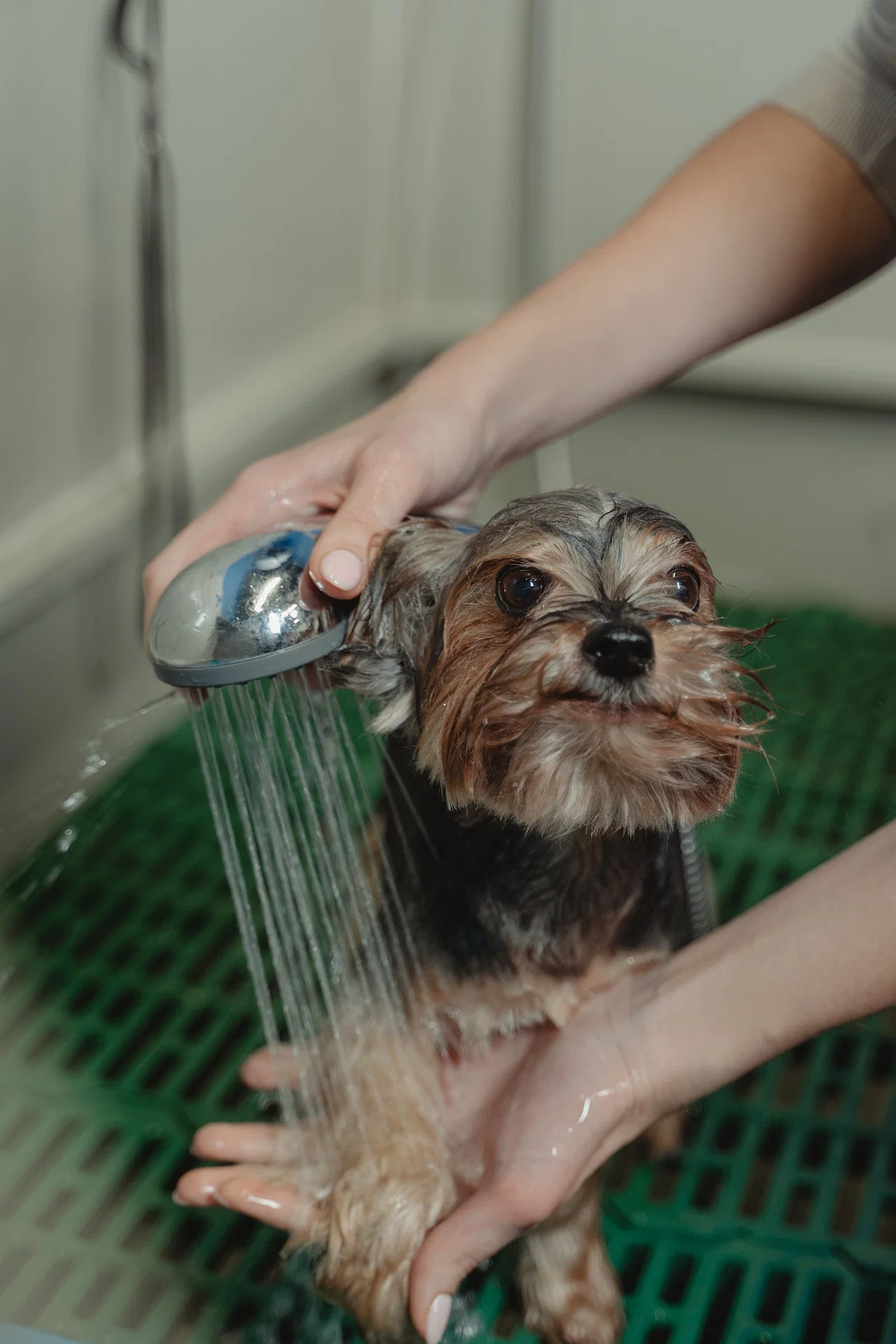 Why Your Dog Still Smells Bad After a Bath