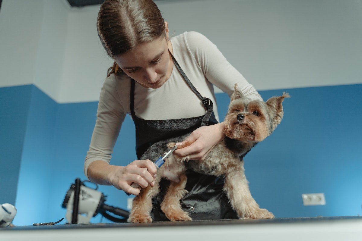 Exceptional Services: Shaggy’s Dog Wash & Grooming in South Fargo offers full grooming, baths, styling, and pet transport.