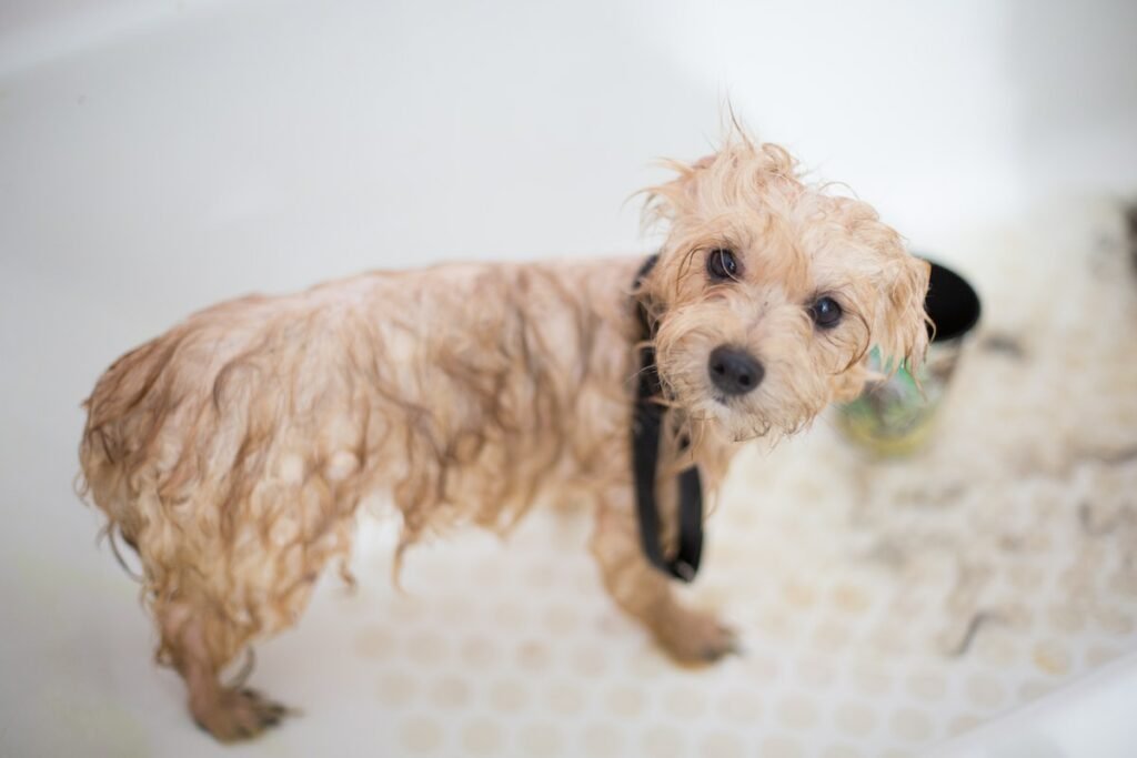 At Shaggy’s Dog Wash & Grooming in South Fargo, we adore every pet, ensuring their relaxation and stress-free experience.