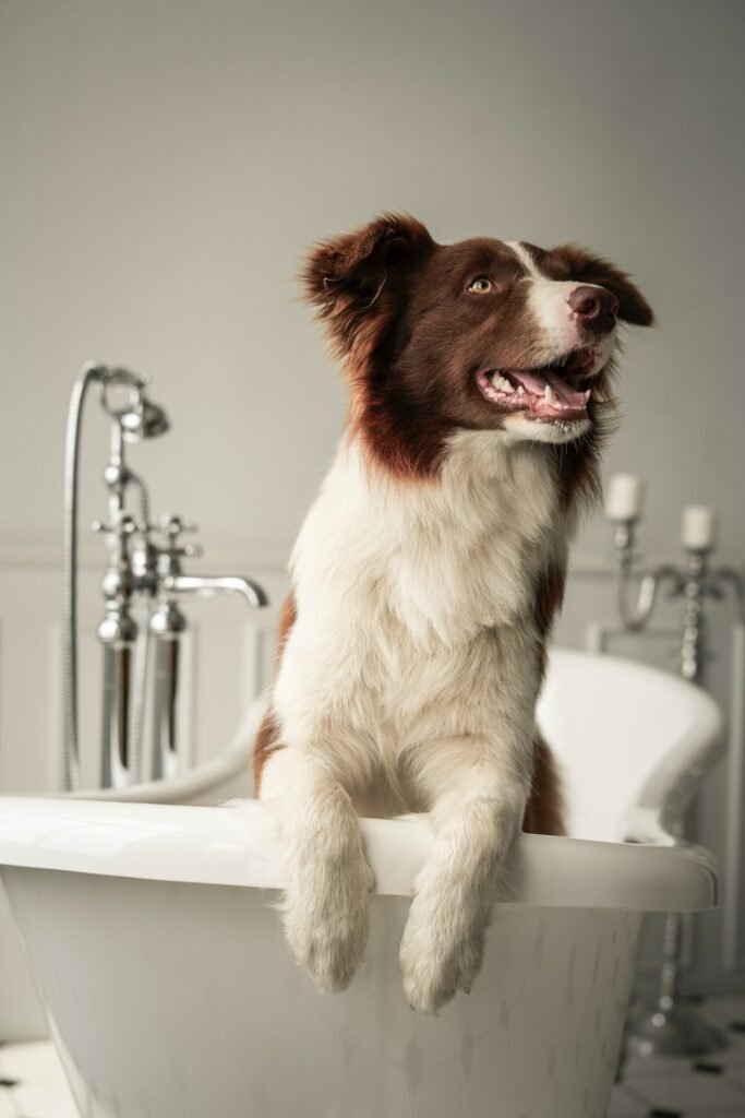 South Fargo's Premier Dog Wash: Shaggy’s Dog Wash & Grooming – Upscale, convenient, and budget-friendly.