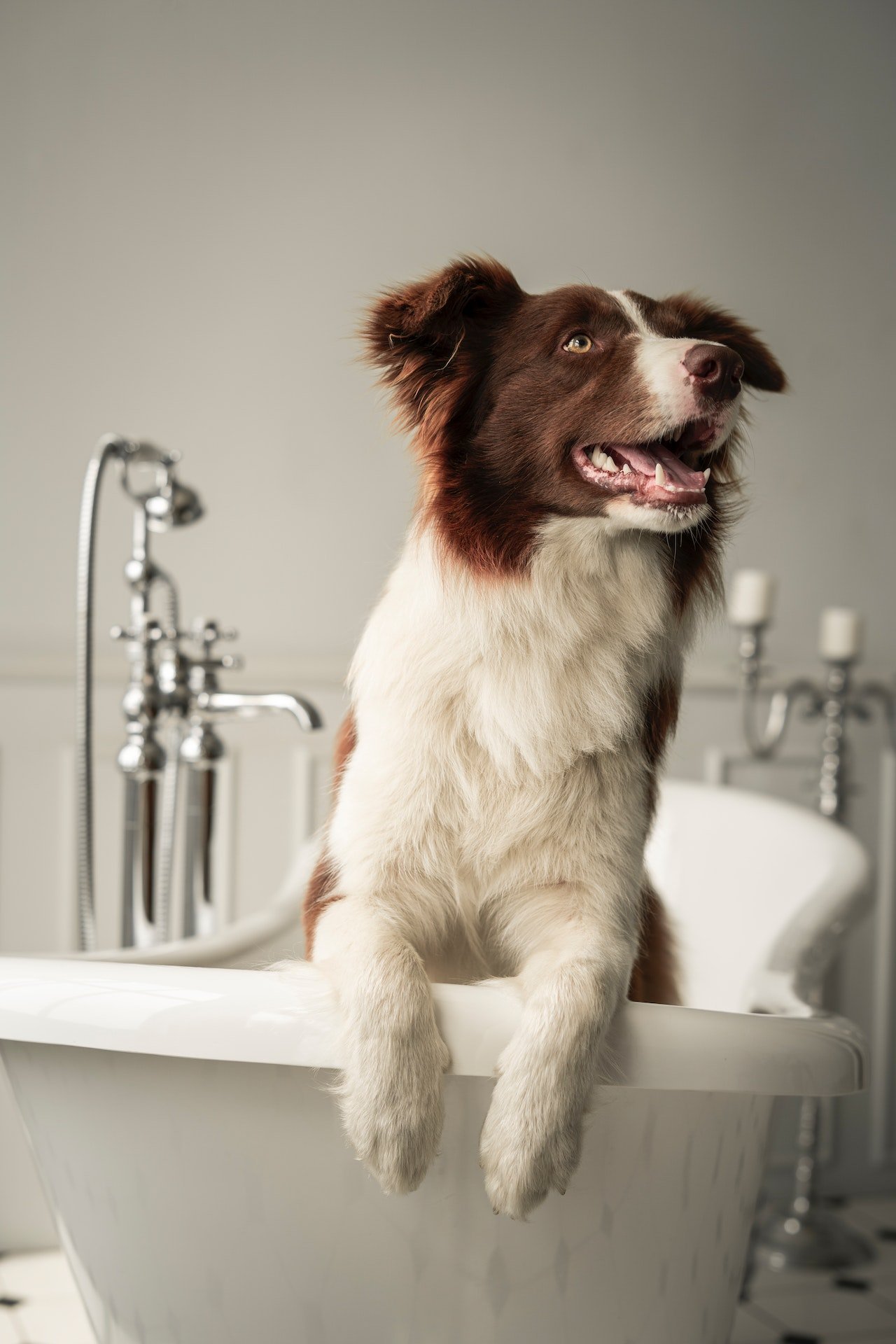 Suds and Scrubs: How Often Should You Bathe Your Dog?