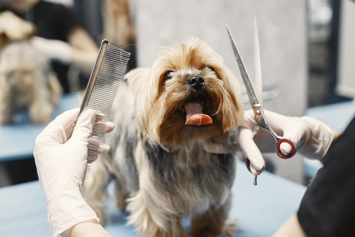 What to Consider When Selecting a Grooming Service for Your Dog