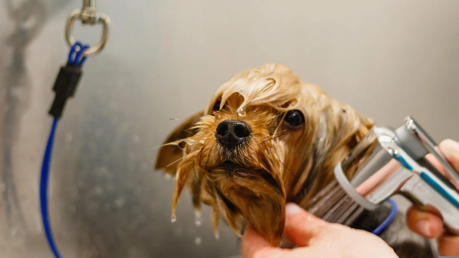 Wash Your Dog in Fargo: A Practical Guide to Hassle-Free Grooming