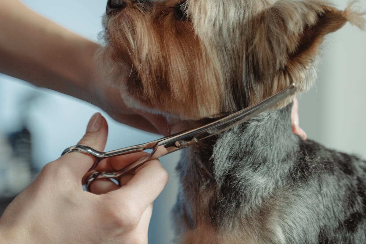 Why Dog Grooming Is Essential to Your Dog’s Health and Happiness