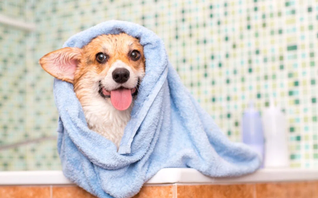 What to Expect During Your Puppy’s Very First Grooming Appointment