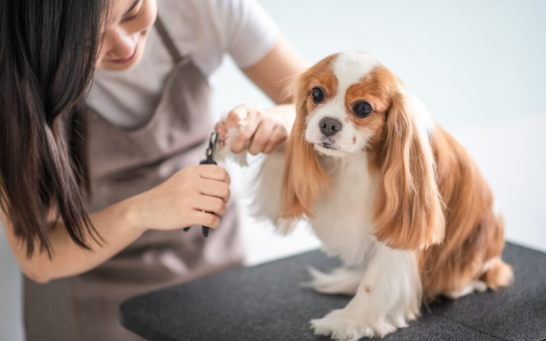 How to Find a Dog Groomer for a Nervous Dog