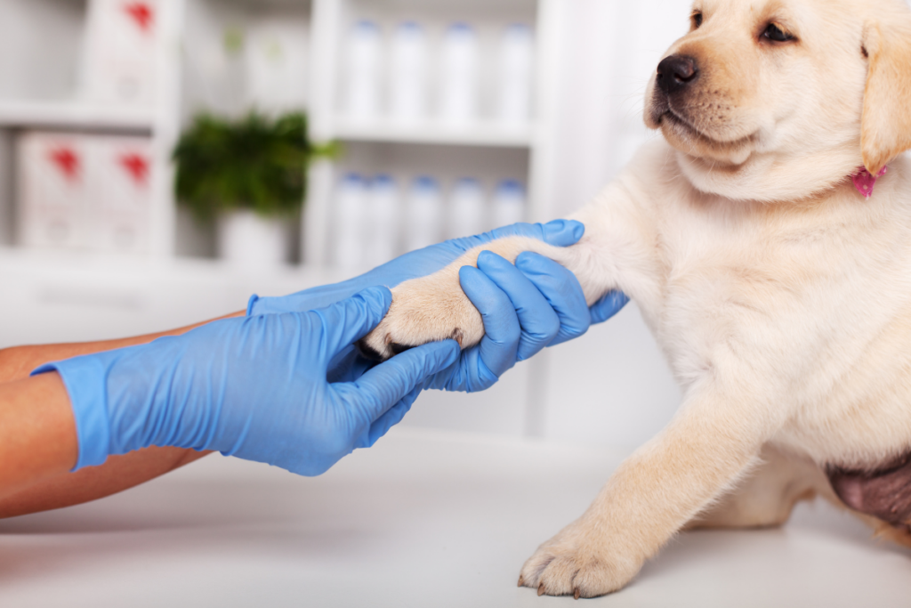 1 - Shaggy's Dog Wash & Grooming - Fargo