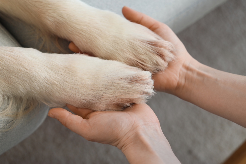 3 - Shaggy's Dog Wash & Grooming - Fargo