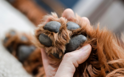 Paw Pad Protection 101: Safe Ways to Prevent Cracks and Burns